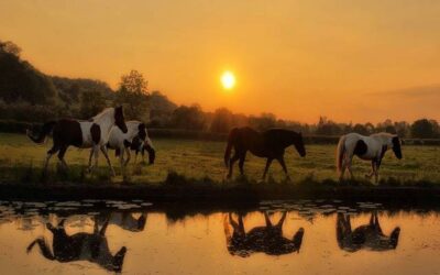 Horse Meat, Wine, And Breasts. – Why Standards Matter.